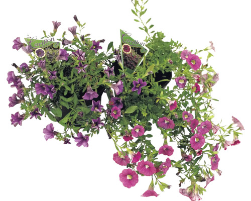 FLORASELF Calibrachoa Calibrachoa Hybride 'Million Bells' potmaat Ø 10.5 cm Twee petunia planten in pot.