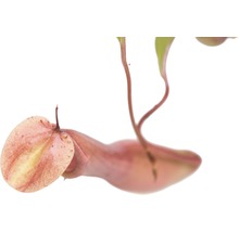 Close-up van een vleesetende bekerplant