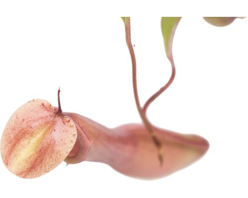 Close-up van een vleesetende bekerplant