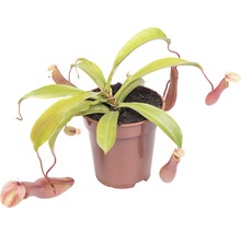 Bekerplant in een pot