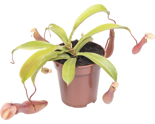 Bekerplant in een pot