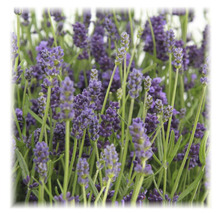 FLORASELF® Lavendel Lavandula angustifolia potmaat Ø 12 cm-thumb-6