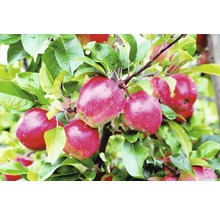Appelboom met rijpe appels en groene bladeren