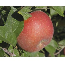 Appel aan boom met bladeren
