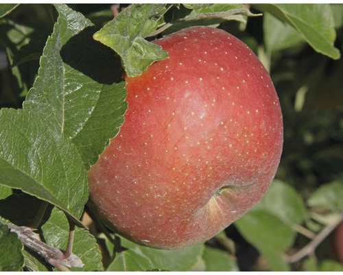 FLORASELF® AppelboomMalus domestica 'King of the Pippins'