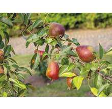 Perenboomtak met rijpe peren en bladeren