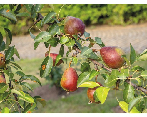 FLORASELF® Perenboom Pyrus communis 'Rode Williams' potmaat Ø26 cm