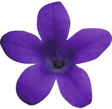 Enkele violette klokjesbloem