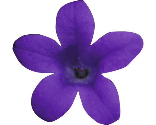 Enkele violette klokjesbloem