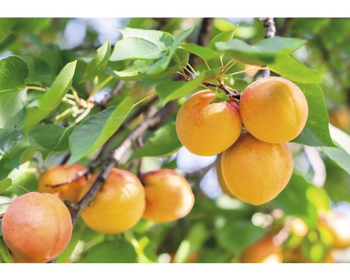 FLORASELF® Abrikoosboom Prunus armeniaca' 'Nancy'