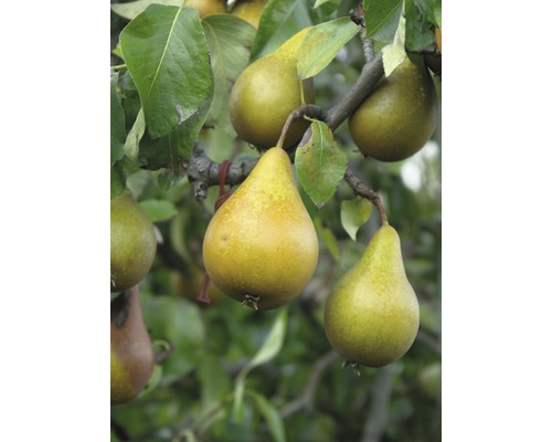 FLORASELF® Perenboom Pyrus communis 'Beurre Hardy' potmaat Ø24 cm