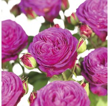 Close-up van paarse rozenbloemen en knoppen.