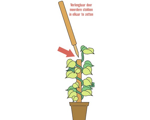 Illustratie van een plant die is bevestigd aan een verlengbare plantensteun.