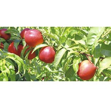 Nectarines aan de boom