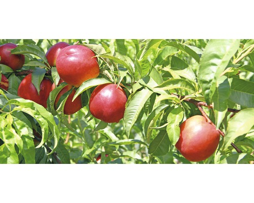 Nectarines aan de boom