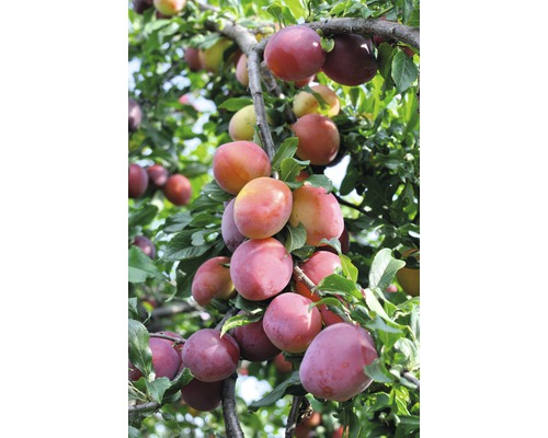 FLORASELF® Pruimenboom Prunus domestica 'Victoria'