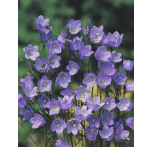 Klokjesbloemen in de tuin