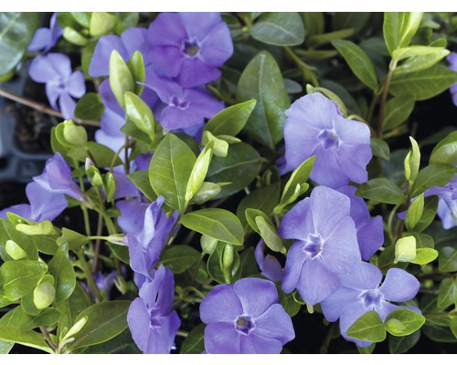 FLORASELF Kleine maagdenpalm Vinca minor potmaat Ø 9 cm H 5-7 cm FLORASELF Kleine maagdenpalm Vinca minor potmaat Ø 9 cm H 5-7 cm