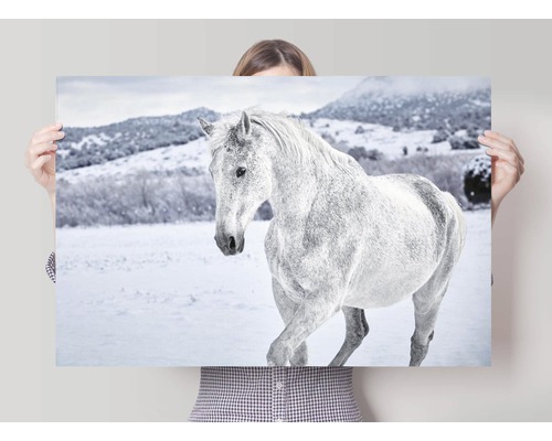 Persoon houdt een poster vast met een wit paard in een besneeuwd landschap.