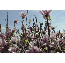Bloeiende magnolia in de tuin