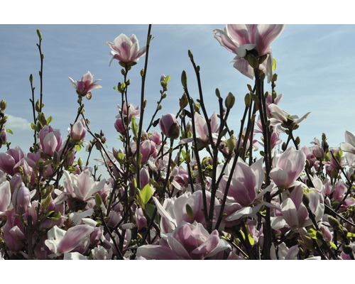 Bloeiende magnolia in de tuin