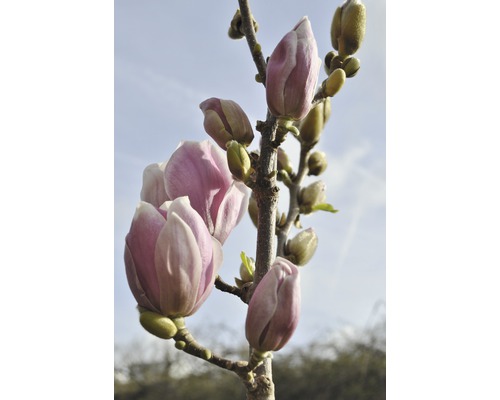 FLORASELF Beverboom Magnolia Hybride 'Satisfaction' potmaat Ø 26 cm H 60-80 cm Magnoliaboom met bloemknoppen