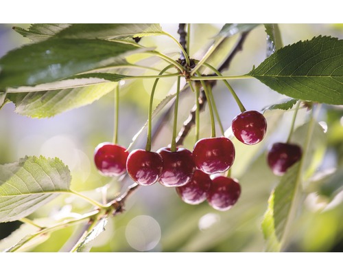FLORASELF® Kersenboom Prunus avium 'Safir' potmaat Ø19 cm