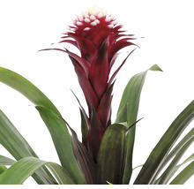 Bromelia met rode bloemen en groene bladeren