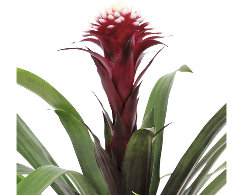 Bromelia met rode bloemen en groene bladeren