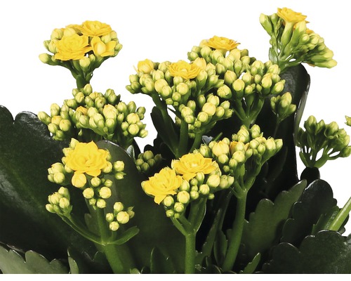 Gele Kalanchoë bloemen in close-up