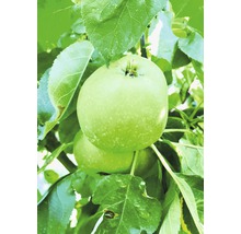 Groene appels aan boom met bladeren