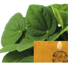 Peperomia kamerplant met Eden Collection etiket