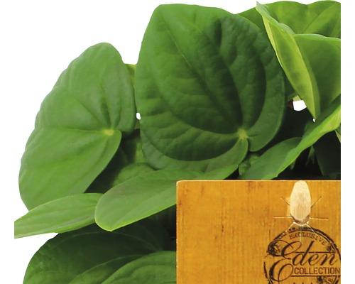 Peperomia kamerplant met Eden Collection etiket