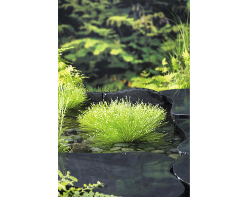 Vijvergezicht met bloeiende waterplanten, omringd door stenen en weelderig groen