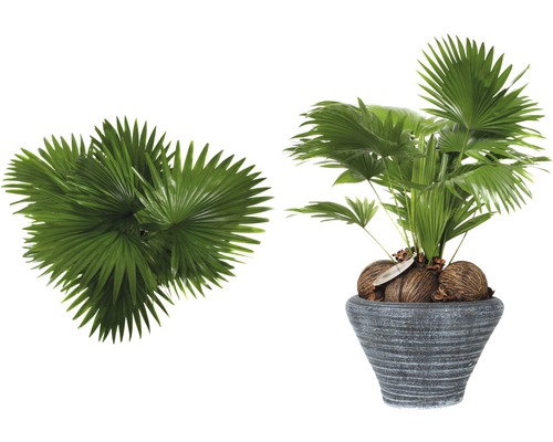 Twee waaierpalmen, één in een pot