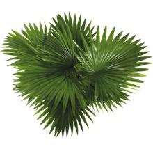 FLORASELF Waaierpalm Livistona rotundifolia in pot potmaat Ø 26 cm H 60-70 cm-thumb-2