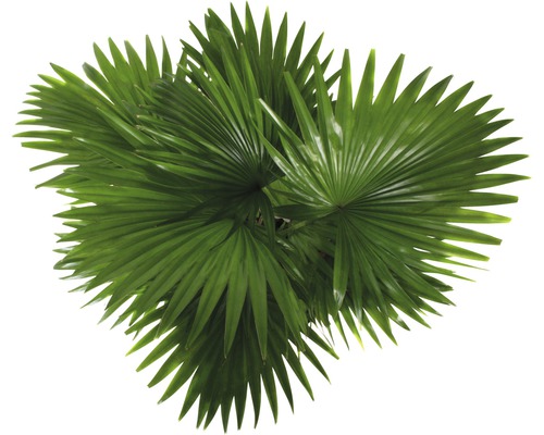 Chinese waaierpalm met geveerde bladeren