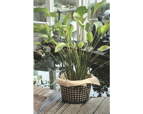 Aronskelk in zwarte mand op houten steiger voor vijver