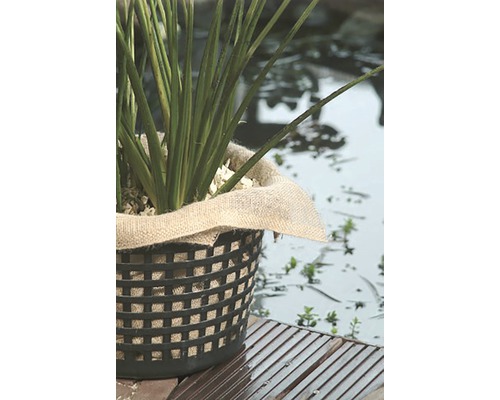 Decoratieve plant in plantenbak op een houten terras bij de vijver