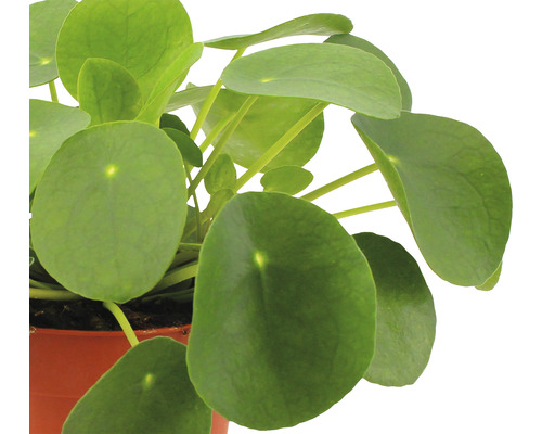 Pannenkoekenplant in pot