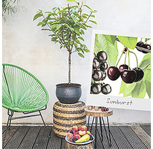 Tuinscene met kersenboom in pot, fruitschaal en tuinmeubelen