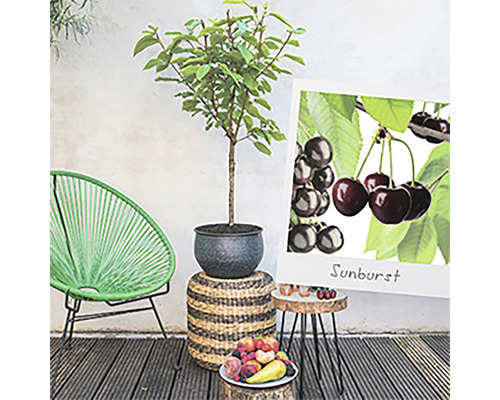 Tuinscene met kersenboom in pot, fruitschaal en tuinmeubelen