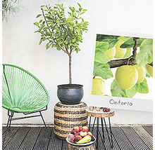 Tuinscene met appelboom in pot, decoratie en foto van appels van het ras Ontario