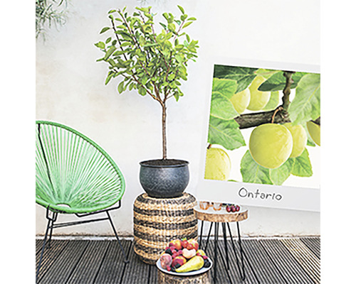 Tuinscene met appelboom in pot, decoratie en foto van appels van het ras Ontario