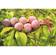 FLORASELF Pruim Prunus domestica 'Opal' Ø 18 cm