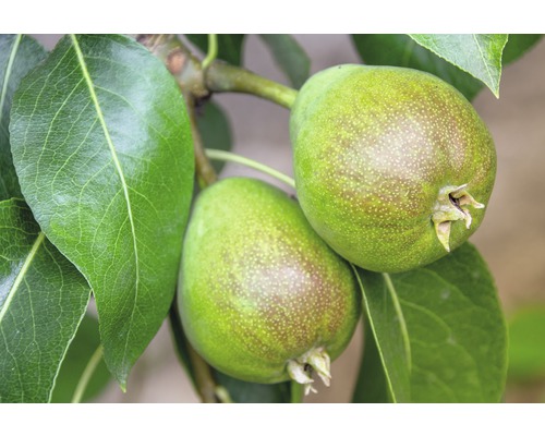 Twee groene peren aan de boom