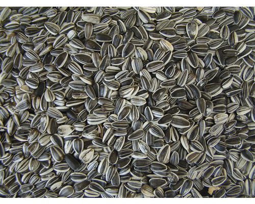 Vogelvoer winter zonnebloempitten 25 kg Vogelvoer winter zonnebloempitten 25 kg