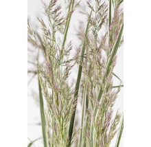 Close-up van siergras