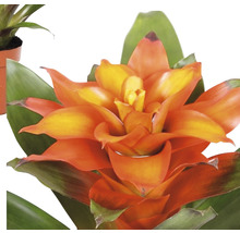 Bromelia kamerplant met bloem