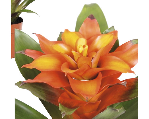 Bromelia kamerplant met bloem